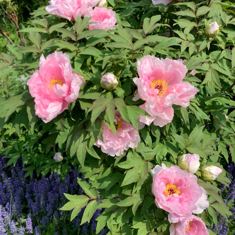 pink flowers with a yellow centre amongst green leaves
